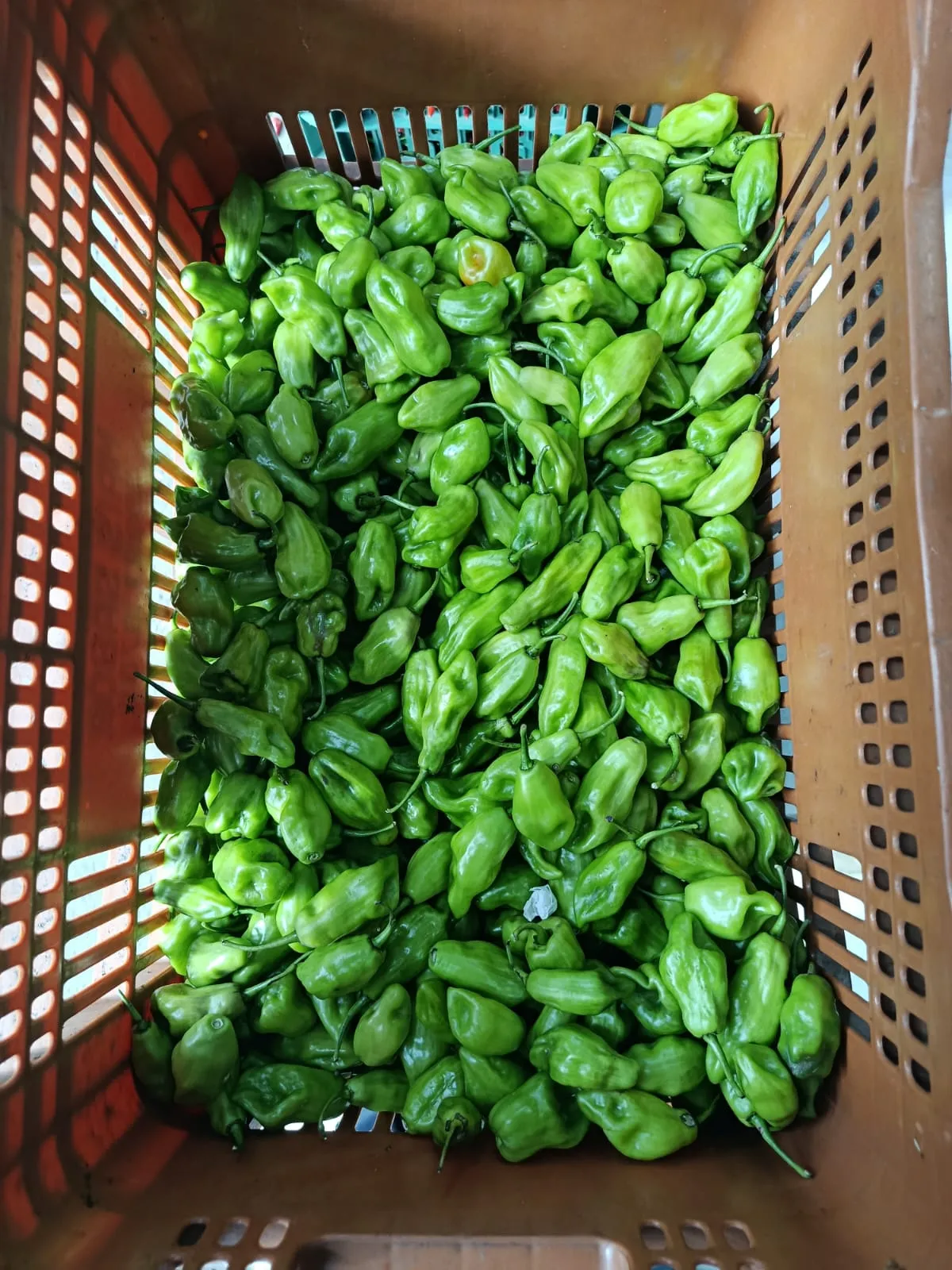Temperos